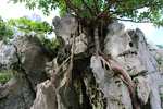 木の根と琉球石灰岩