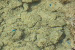 珊瑚の浅瀬と青い熱帯魚たち