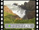 初夏の襟裳岬「断崖に咲く花たち」