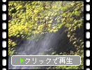 晩秋の西祖谷「琵琶の滝と楓の黄葉」