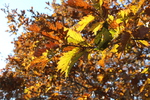 木漏れ日の葉影
