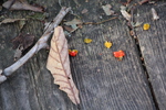 木道の秋風情