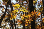 森の秋と木漏れ日