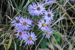 薄紫の野菊