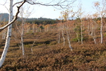 秋模様の原生林