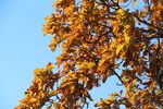 秋紅葉期のカシワ「親子の木」