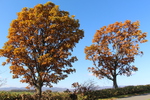 秋の「親子の木」
