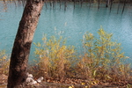 秋の美瑛「青い池」の「さざなみ」