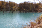 秋の美瑛「青い池」の「さざなみ」