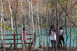 秋の美瑛「青い池」