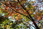 晩秋の紅葉と木漏れ日