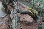 松の老巨木「落葉が積もる根根元」
