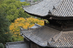 秋の尾道・天寧寺「三重塔の屋根と黄葉」
