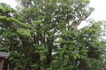 秋の平戸城址「亀岡のマキ並木」