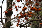 秋の平戸城址「乾櫓」そばの柿の実