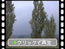 秋の美瑛・新栄の丘「霧雨と植物たち」