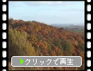 秋の美瑛・三愛の丘「森と畑」
