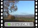 秋の美瑛・三愛の丘「黄葉の白樺と田園」