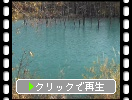 紅葉期の白金「青い池」の「植物と森と山」