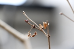 ライラックの枯葉と冬芽