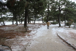 冬の大濠公園「積雪の松島」