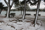 幹の付着雪と大濠公園