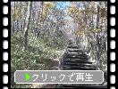 秋の釧路湿原「森の木道の散策路」