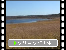 秋の釧路湿原「川岸のススキと野鳥」