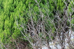 サクランボ（セイヨウミザクラ）の冬木立