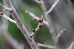 サクランボ（セイヨウミザクラ）の冬芽