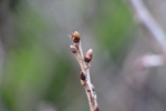春を待つサクランボ（セイヨウミザクラ）の冬芽