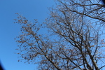 冬木立のモミジバフウ