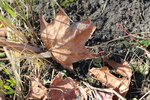 モミジバフウの落葉