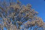 冬のトウカエデの花序と樹冠