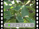 白木蓮の緑葉と蕾