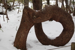 積雪期の奇木「ねじねじの木（五葉松）」