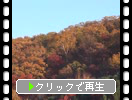 秋の川湯「硫黄山と周辺の紅葉」