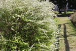 ユキヤナギの白い散房花序