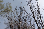 新緑期のサクラ（アマノガワ）樹冠