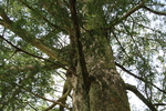 春の富貴寺「カヤの幹と枝」