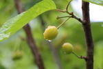 春雨に濡れるサクランボの若い実