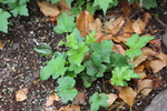 シュウメイギクの新緑の葉