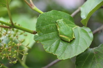 ハクサンボクの緑葉上のアマガエル