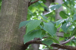 カジノキの緑葉と灰褐色の木肌