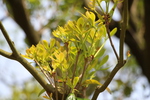 モッコク「若い枝と葉」