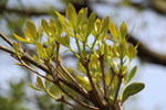 モッコクの若葉と枝