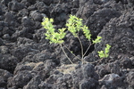 溶岩原と若木の新緑