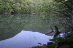 春の十二湖「鶏頭場の池」