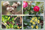 冬の能古島「花と実たち」