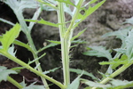 ヒゴタイの茎と若葉